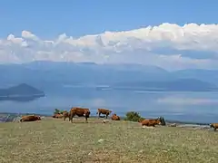 Bovins près du lac Prespa, dans l'Épire.