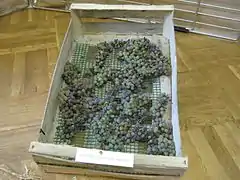 Passerillage du raisin sur caisse en bois.
