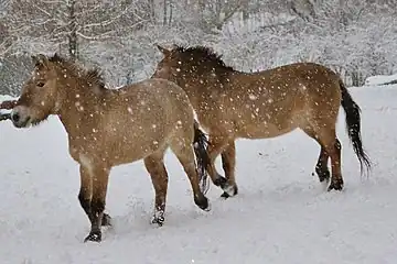 Cheval de Przewalski