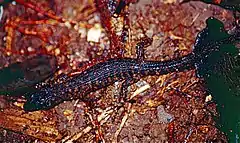 Description de l'image Prickly Rainforest Skink (Gnypetoscincus queenslandiae) (9774749225).jpg.