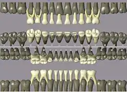 Notation ISO pour les dents temporaires