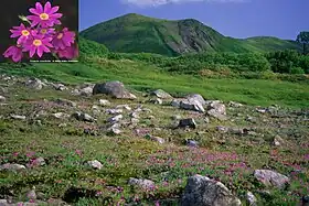 Primula cuneifolia et le mont Midori
