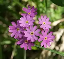 Inflorescence.