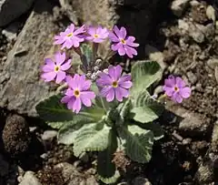 Description de l'image Primula frondosa 3.jpg.