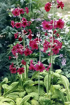 Description de l'image Primula pulverulenta 1.jpg.