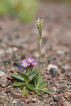 Description de l'image Primula stricta 4.JPG.