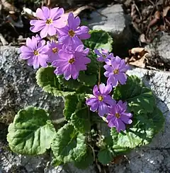 Description de l'image Primula tosaensis Iwazakura in Funabuseyama Gifu Pre 2009-4-12.jpg.