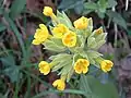 Primula veris