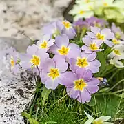 Primula vulgaris 'rubra' (Primevère rouge)