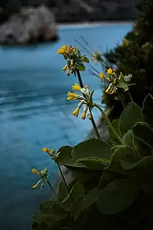 Primula palinuri.