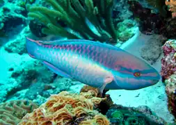 Description de l'image Princess-parrotfish.png.