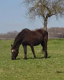 Photo d'un ponette landaise dénommée Princesse, broutant dans un pré.