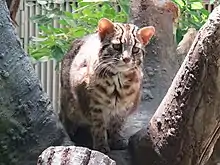 Un Chat de Tsushima dans un arbre.