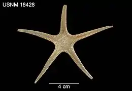 Prionaster elegans