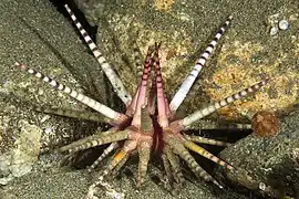 Oursin à piquants annelés (Prionocidaris baculosa) aux Philippines.