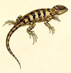 Description de l'image Pristidactylus fasciatus 1847 - cropping.jpg.