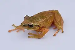 Description de l'image Pristimantis anolirex.jpg.