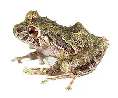 Description de l'image Pristimantis crucifer.jpg.