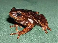 Description de l'image Pristimantis elegans01.jpg.