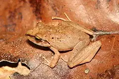 Description de l'image Pristimantis fenestratus01a.jpeg.