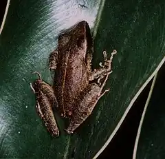 Description de l'image Pristimantis gutturalis.jpg.