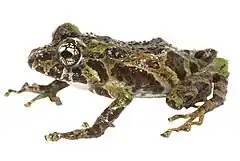 Description de l'image Pristimantis katoptroides.jpg.