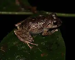 Description de l'image Pristimantis martiae.jpg.