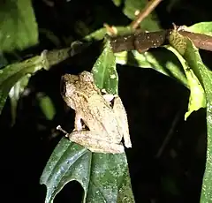 Description de l'image Pristimantis muricatus 60719187.jpg.