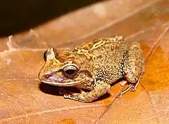 Description de l'image Pristimantis permixtus01.jpg.