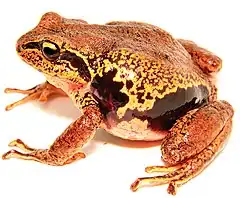 Description de l'image Pristimantis pycnodermis.jpg.