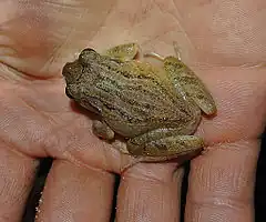 Description de l'image Pristimantis sanctaemartae (12955937145).jpg.