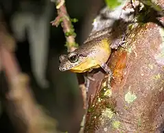 Description de l'image Pristimantis taeniatus.jpg.