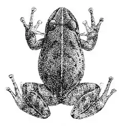 Description de l'image Pristimantis unistrigatus.jpg.