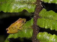 Description de l'image Pristimantis uranobates.jpg.