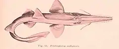 Description de l'image Pristiophorus nudipinnis.jpg.