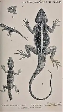 Description de l'image Pristurus phillipsii Holodactylus africanus Acanthocercus phillipsii.jpg.