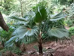 Description de l'image Pritchardia lowreyana (5643738227).jpg.