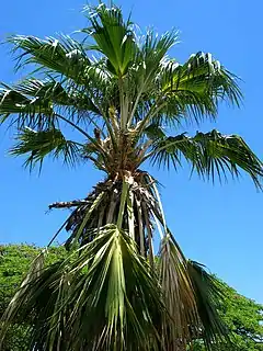 Description de l'image Pritchardia napaliensis (4993747239).jpg.