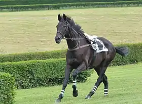 L'AQPS noir Vent des Dunes (2009 -), pendant un steeple-chase à l'équipôle de Corlay en juin 2021