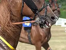 Bouche d'un cheval dont la langue est violette et gonflée.