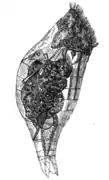 Proales daphnicola, un Proalidae