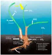 Holobionte d'herbier marin.