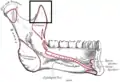 La mandibule : surface interne.