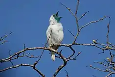 Araponga à gorge nue (mâle) (Procnias nudicollis)