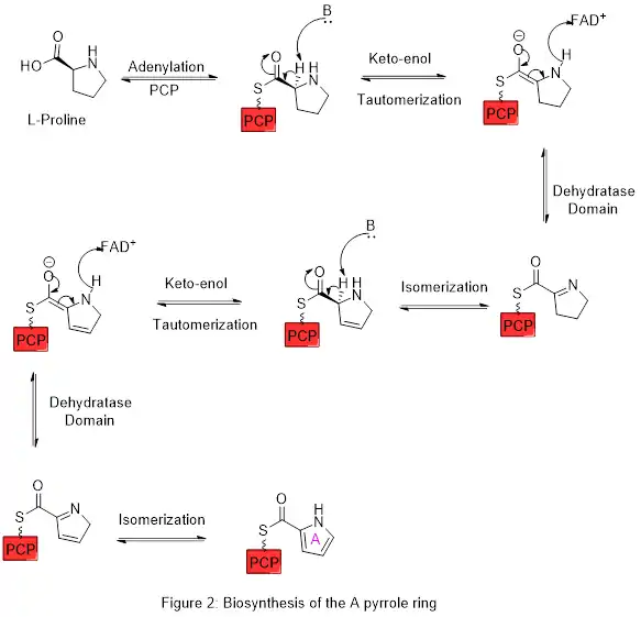 Figure 2 : biosynthèse du cycle pyrrole A