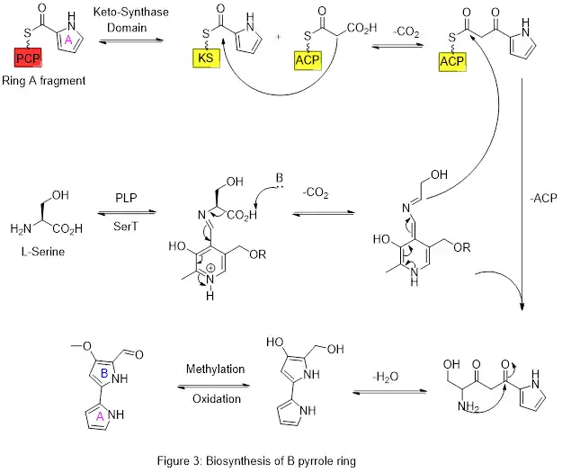 Biosynthèse du cycle pyrrole B