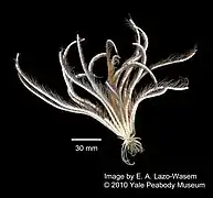 Promachocrinus kerguelensis