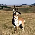 Pronghorn