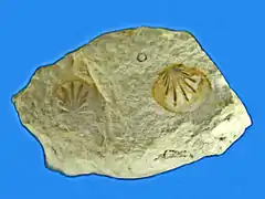 Fossile de Propeamussium eocenicum (Entolioidea)