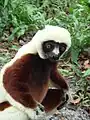 Les Sifakas.